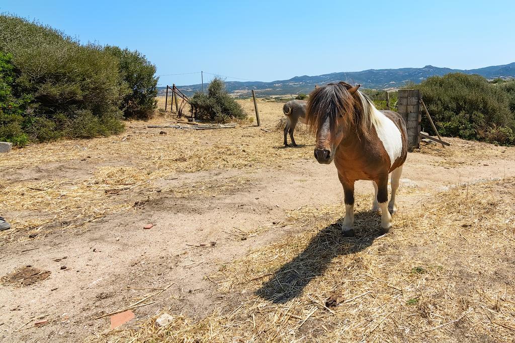 Agriturismo Lu Nodu Greuli エクステリア 写真
